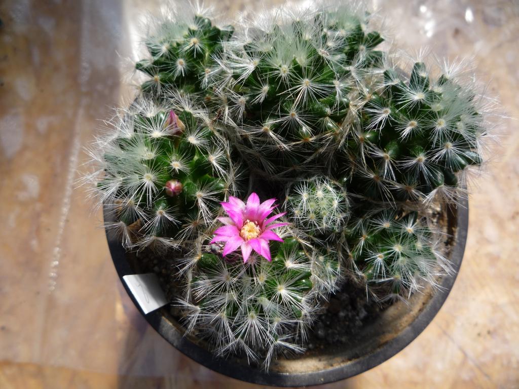 Mammillaria glassii